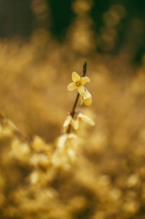 Forsítia Amarela Florescendo Em Um Fundo Desfocado Bokeh Macro Fotografia