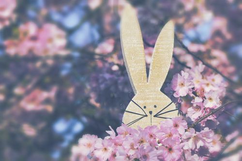 Free Charming wooden bunny nestled among vibrant cherry blossoms symbolizing spring. Stock Photo