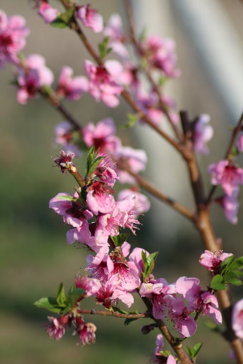 A branch with pink flowers on it