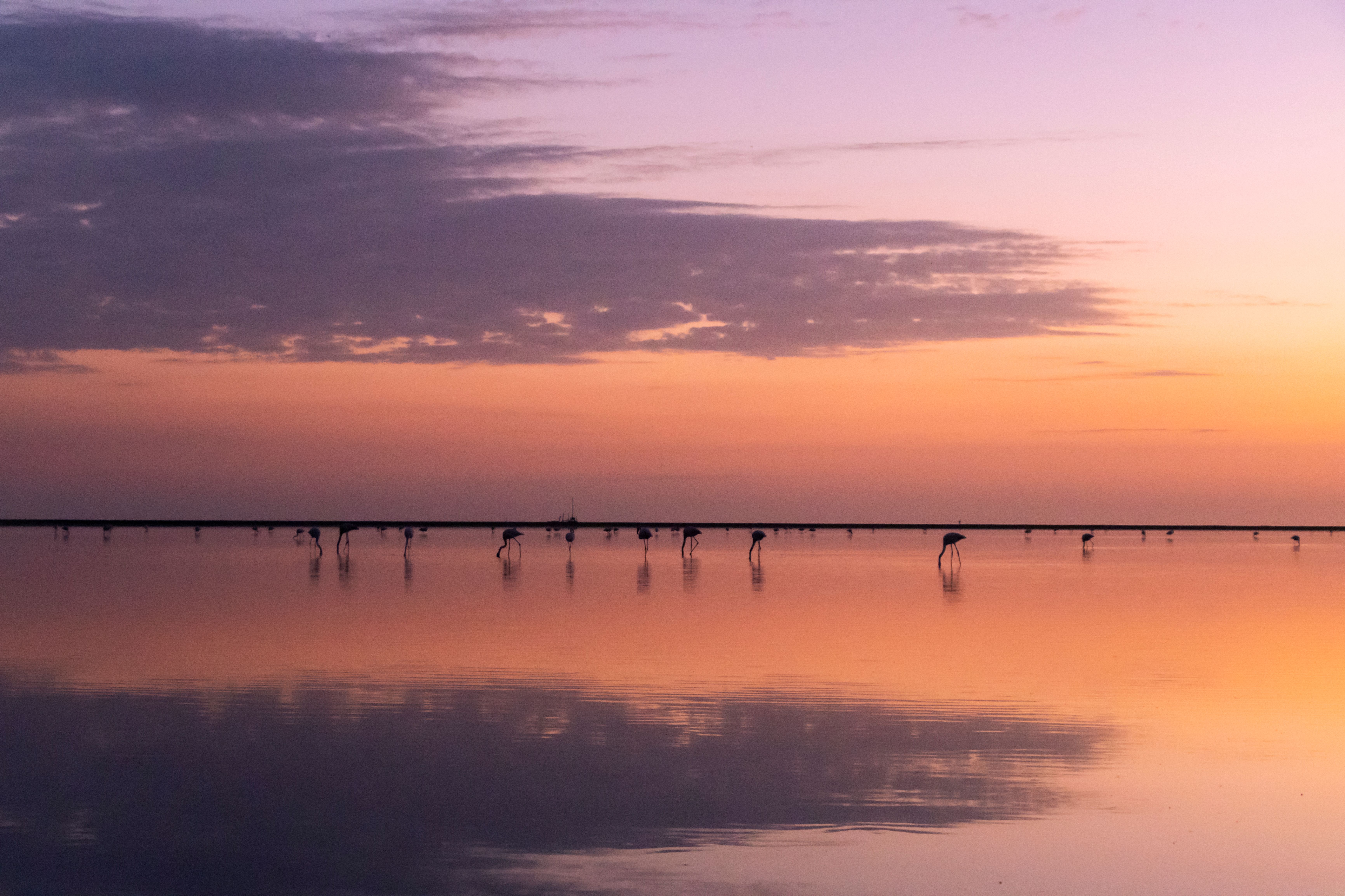 Camargue