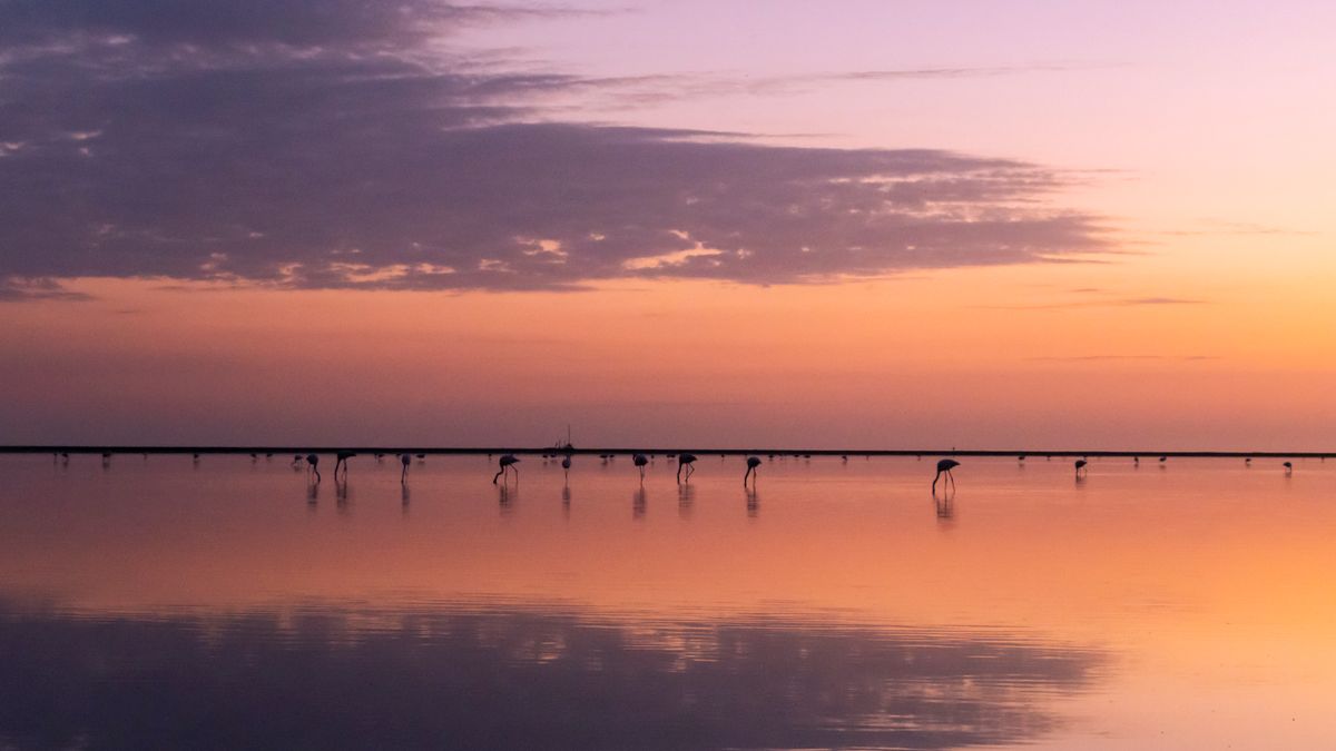 Les meilleures pratiques pour un séjour sans voiture en Camargue en 2026