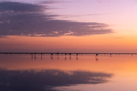 Tranquil scene of flamingos reflected in a quiet lake during a vibrant orange sunset in Camargue, France.