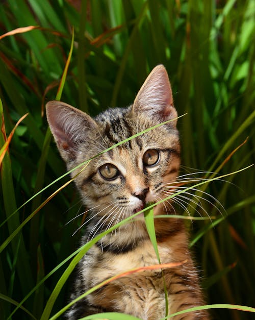 무료 녹색 잎으로 둘러싸인 회색과 갈색 줄무늬 고양이 스톡 사진