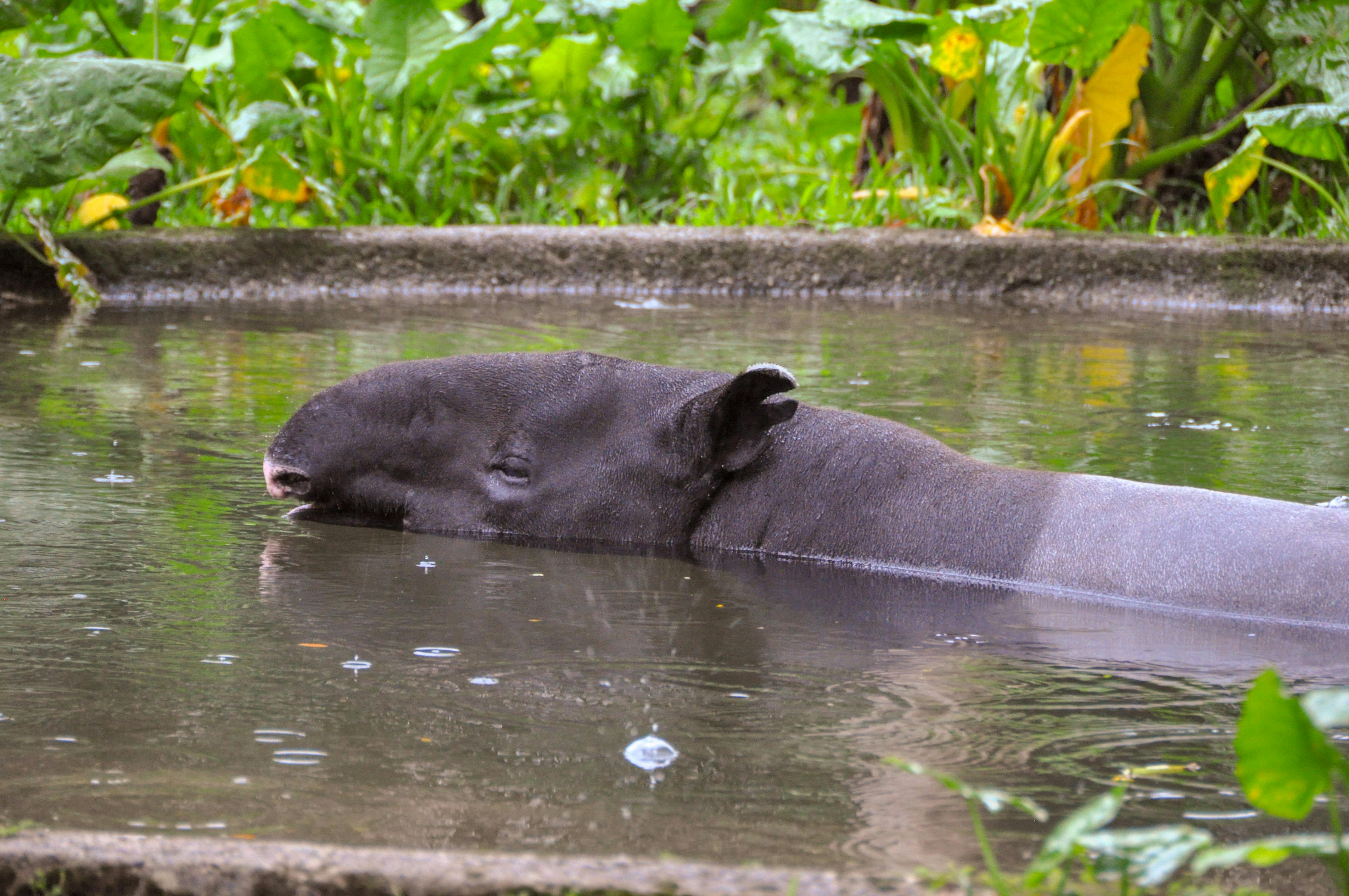 a hippo is swimming in a pool of water