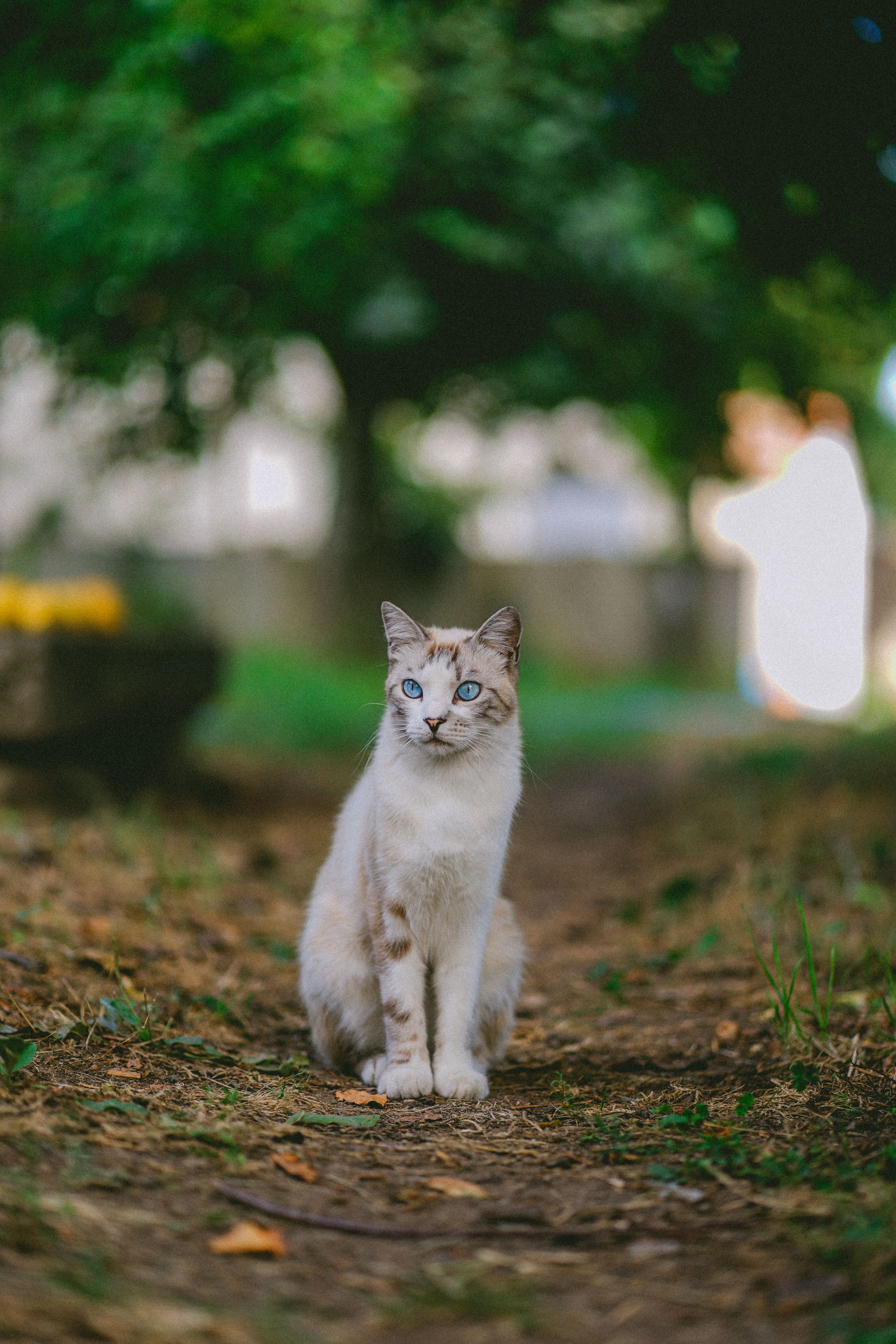 A Cat with Blue Eyes Sitting on the Ground · Free Stock Photo