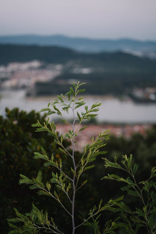 Gratis lagerfoto af bakke, bygninger, dal