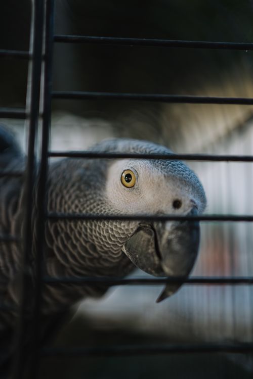 Free Detailed close-up of a curious African Grey Parrot peering through its cage bars. Stock Photo