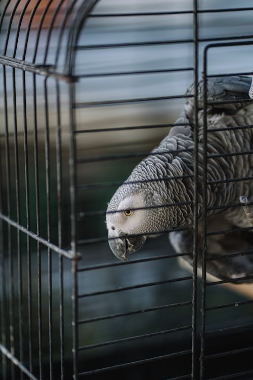 A grey parrot is inside a cage