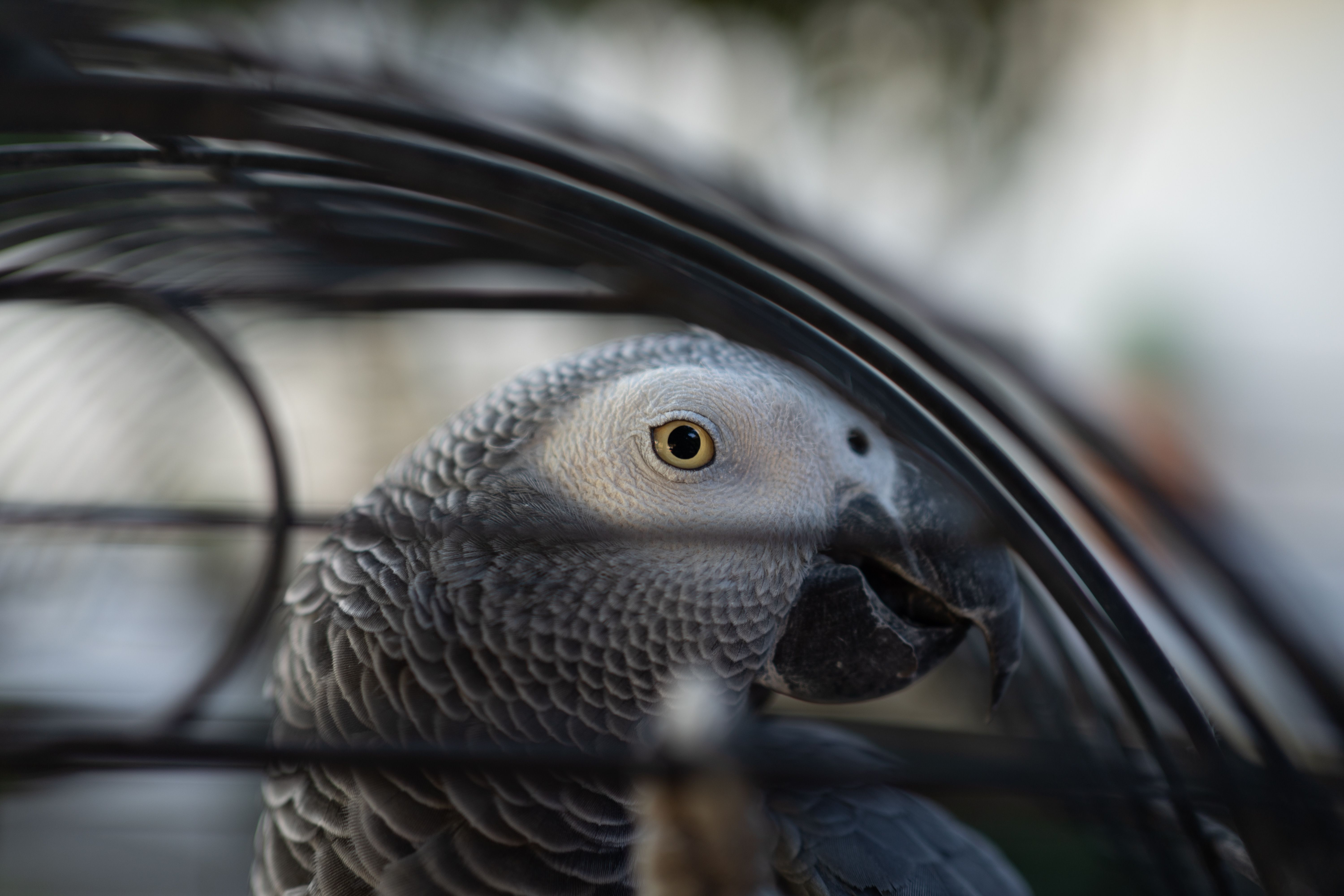 Detailed image of an African Grey Parrot in a cage, focusing on its eye.
