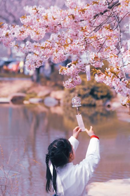 A girl admires cherry blossoms and wind chimes in a serene Japanese garden during spring.