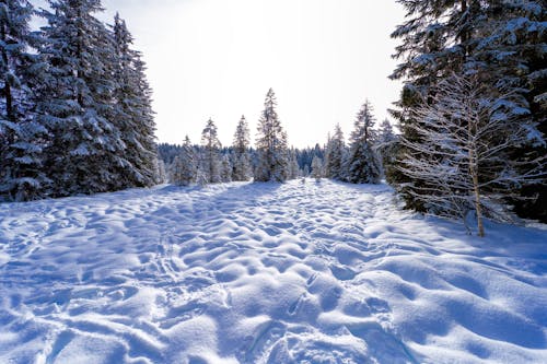 A snow covered field with trees and snow