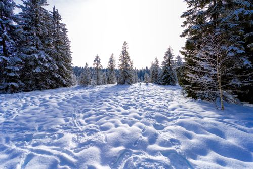 Free Enchanting winter landscape of a snowy forest in Saignelégier, capturing serene beauty and untouched nature. Stock Photo