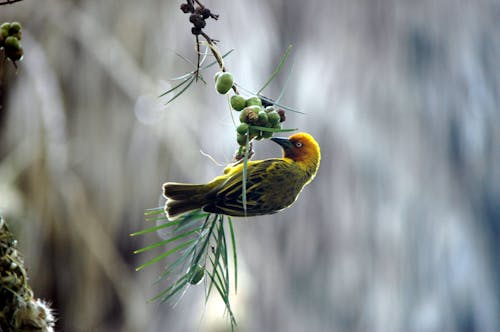 Selective Focus Photography of Weaver Perching on Branch