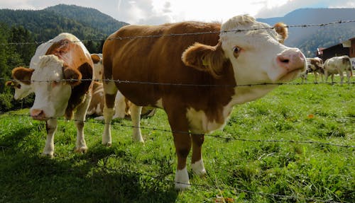 бесплатная Стадо коров, пасущихся на траве Стоковое фото