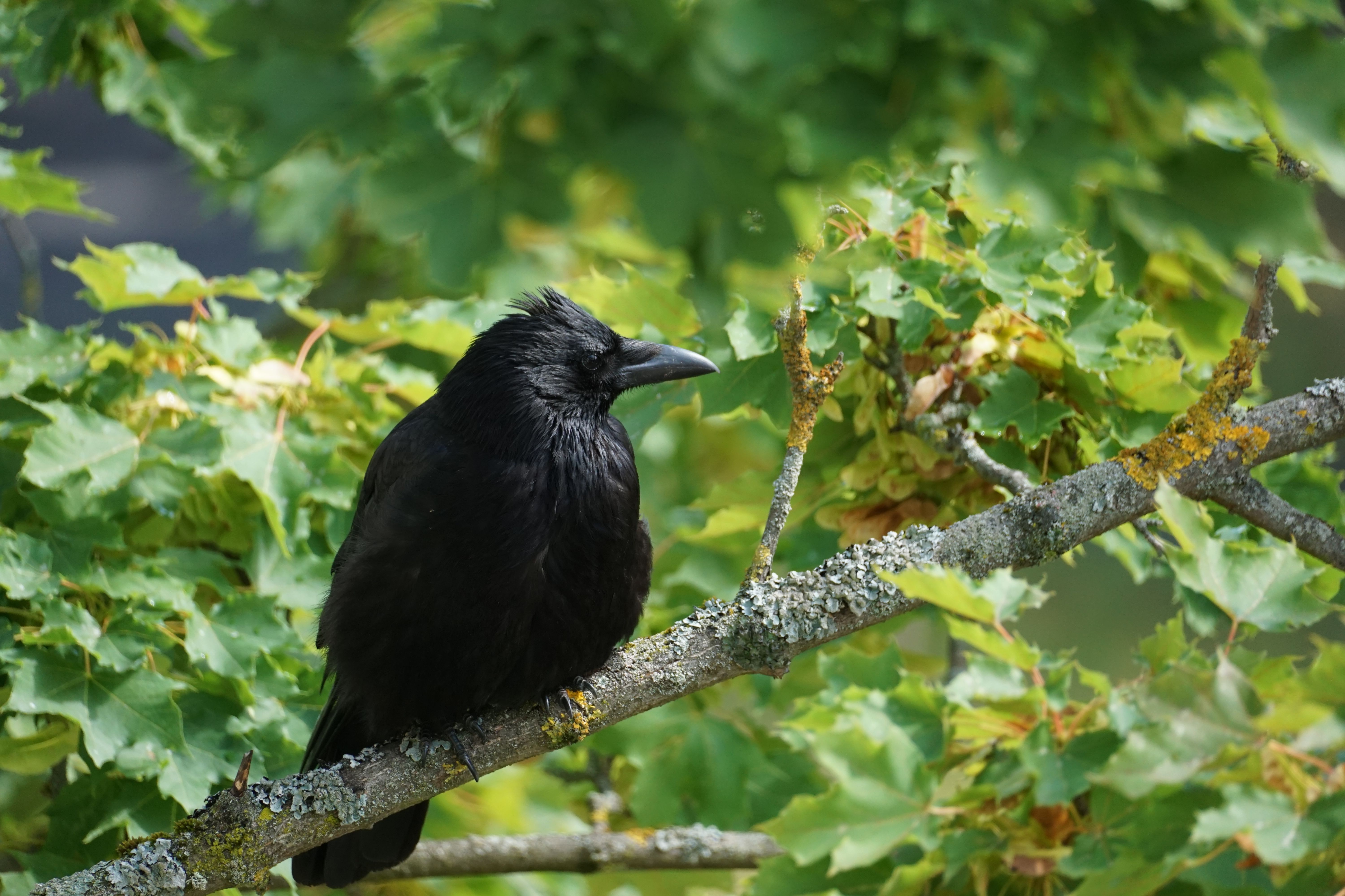 A carrion crow sits on a lichen-covered branch amidst green leaves in daylight.