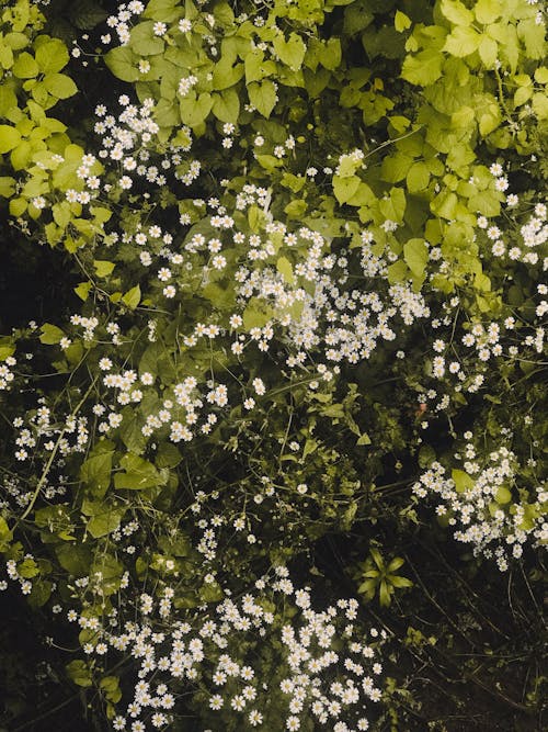 Immagine gratuita di bianco, fiori, foglie