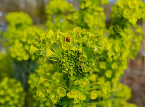 Green Leaves and Flowers of Plant