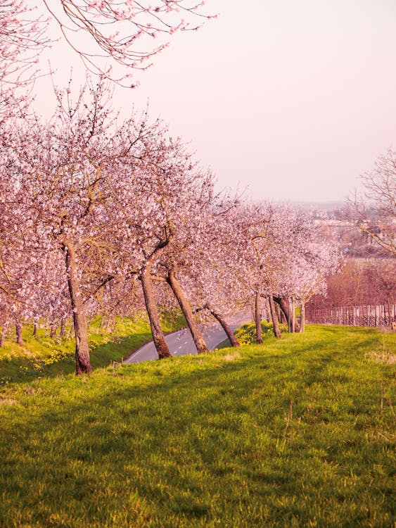 Pink Almond Trees in Countryside in Spring