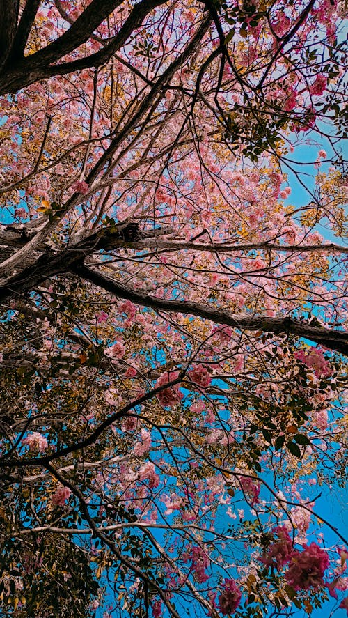 A tree with pink flowers and blue sky