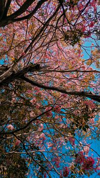 Stunning cherry blossom branches with pink flowers reaching towards a clear blue sky, signaling spring.