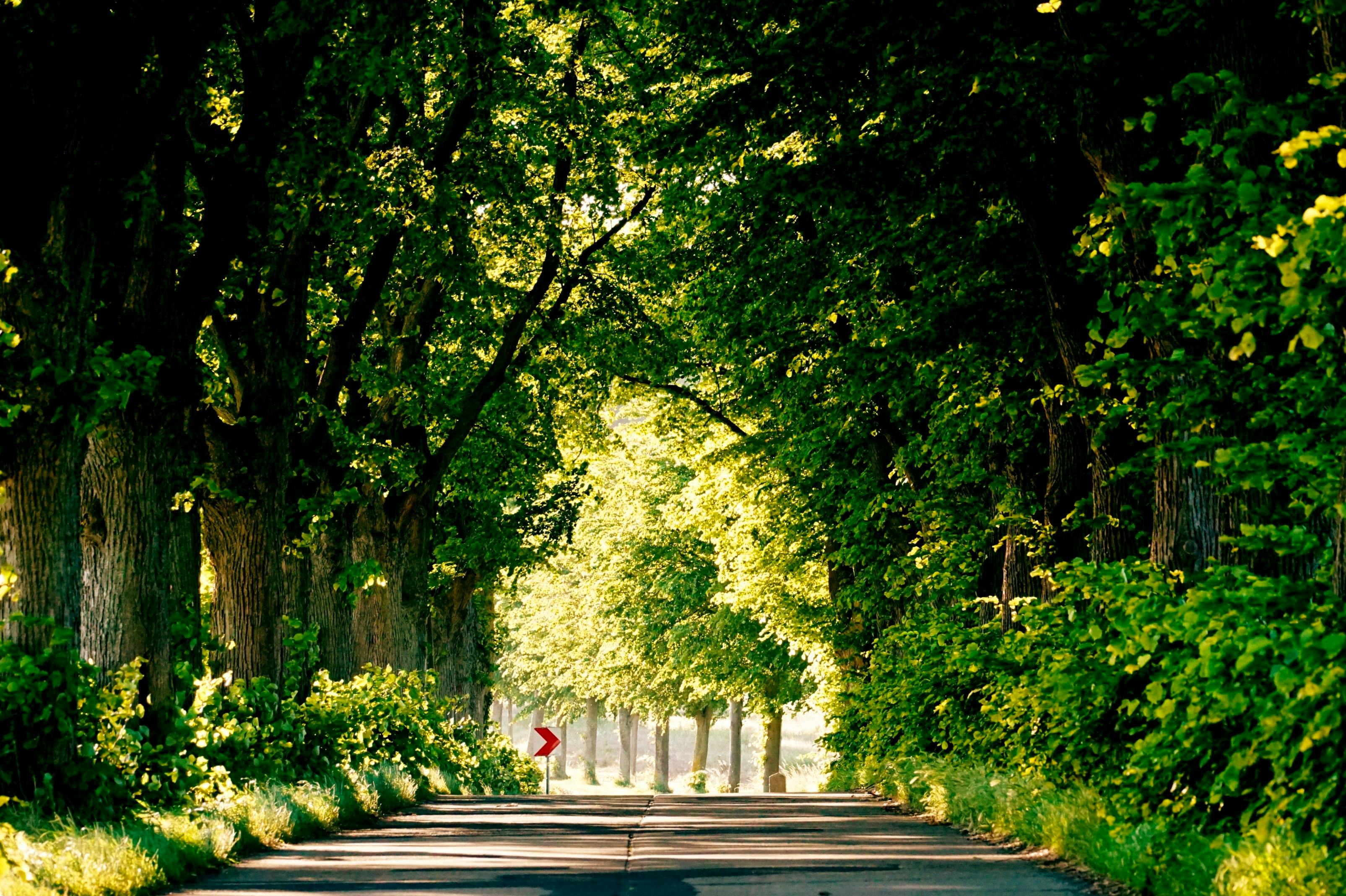 A peaceful tree-lined road in Krummin, Germany, captured on a sunny day.