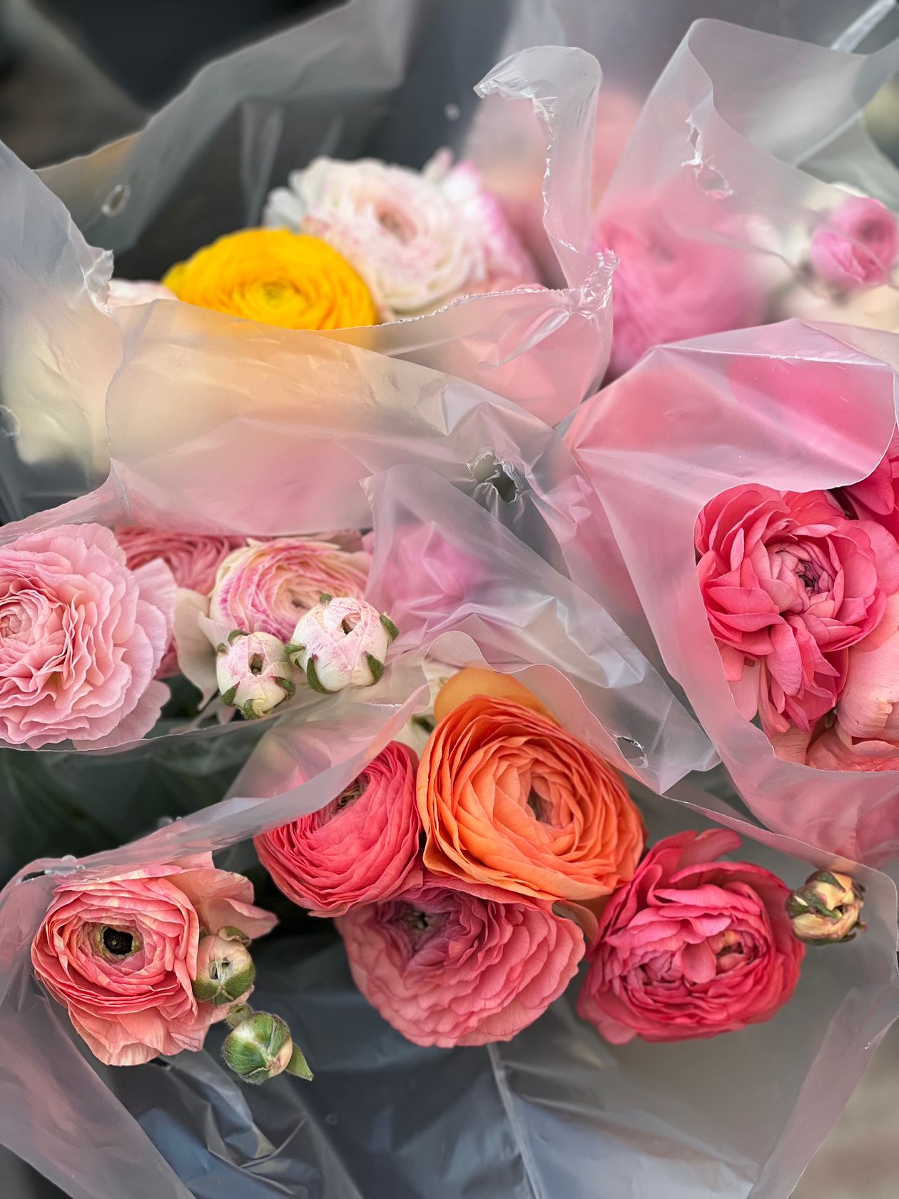 when to plant ranunculus corms: a beautiful garden photo