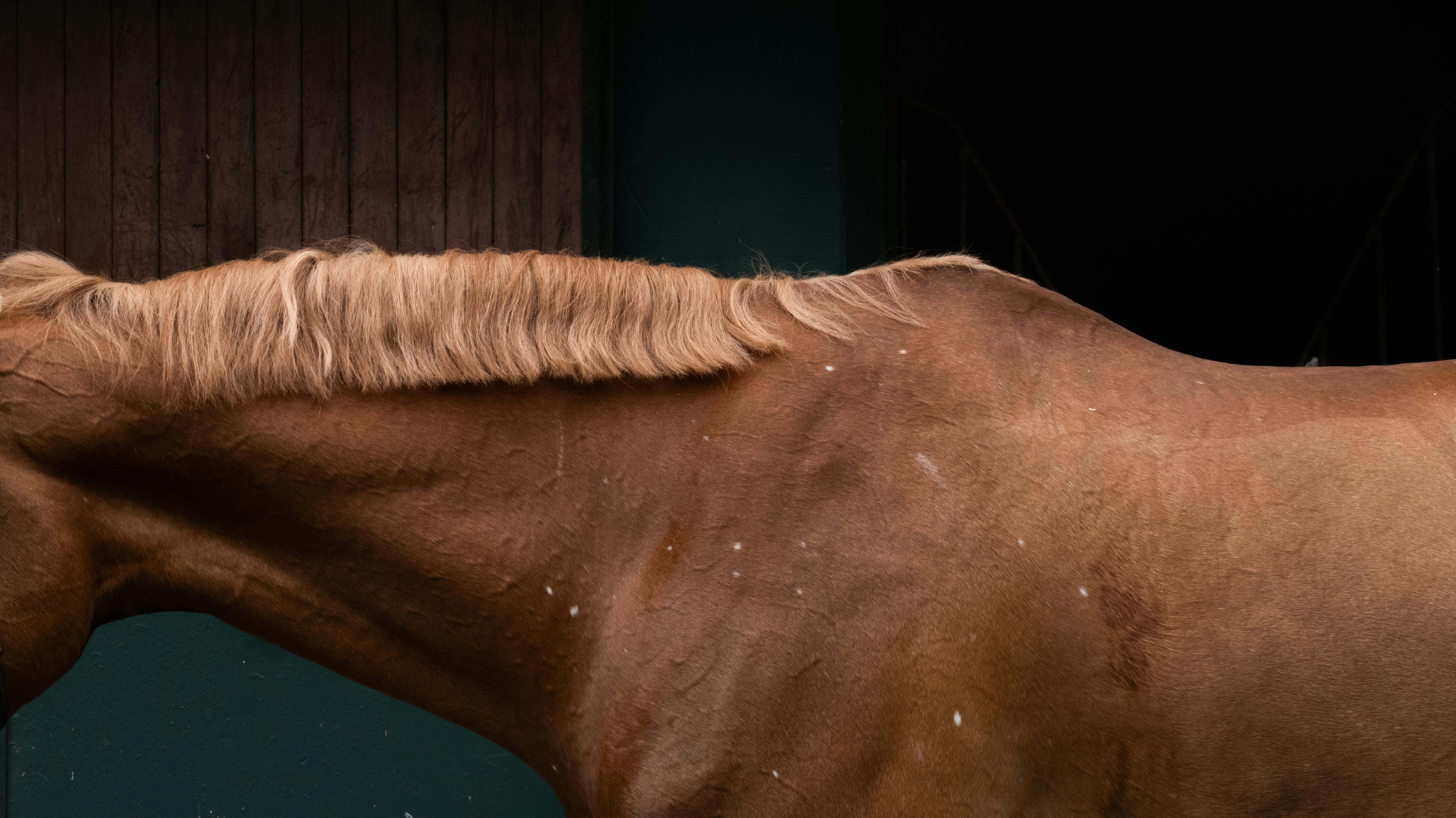 Detailed view of a horse's neck and mane in a rustic stable.