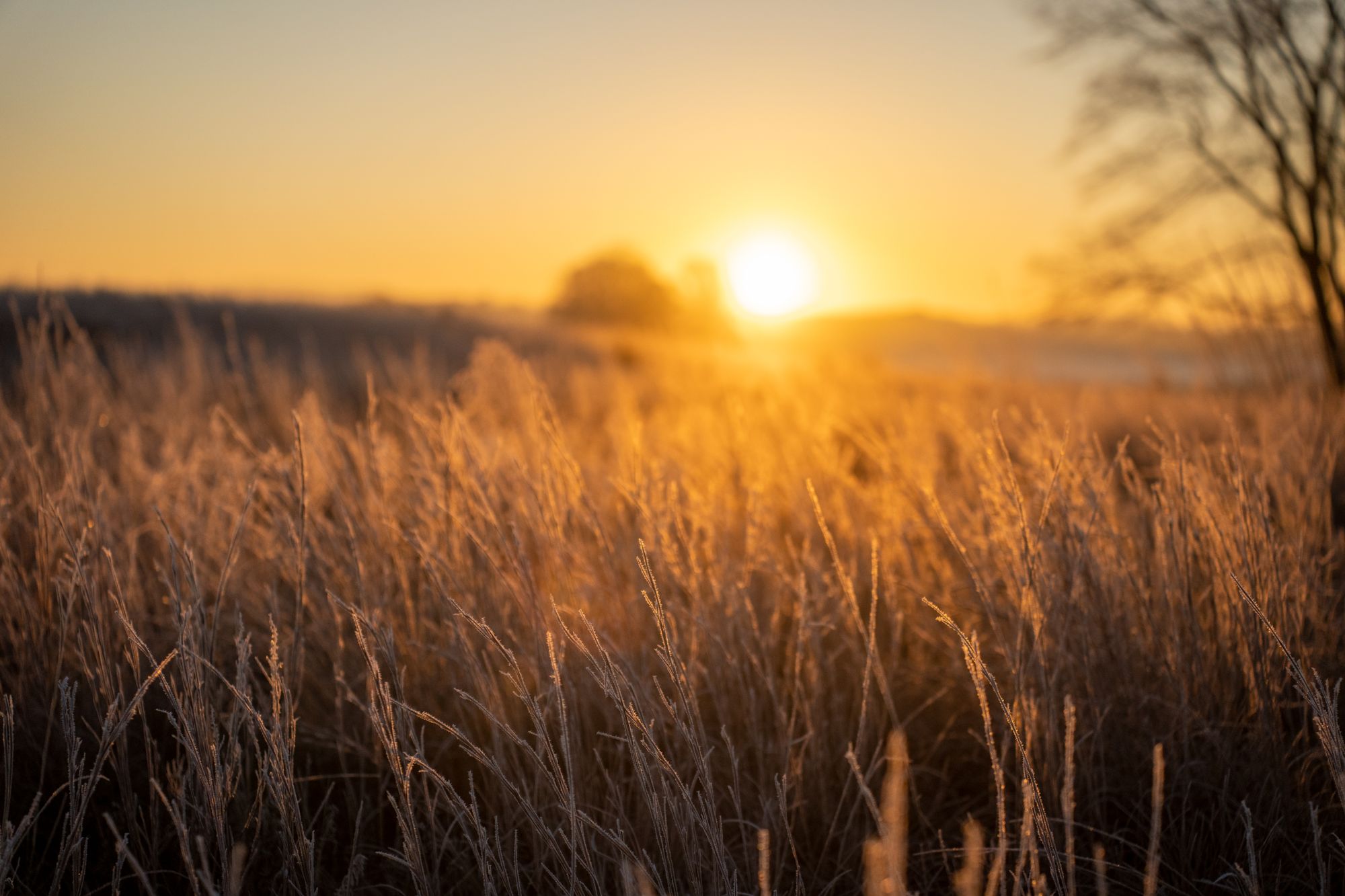 Golden grass in a field at sunset, West Newton, Minnesota