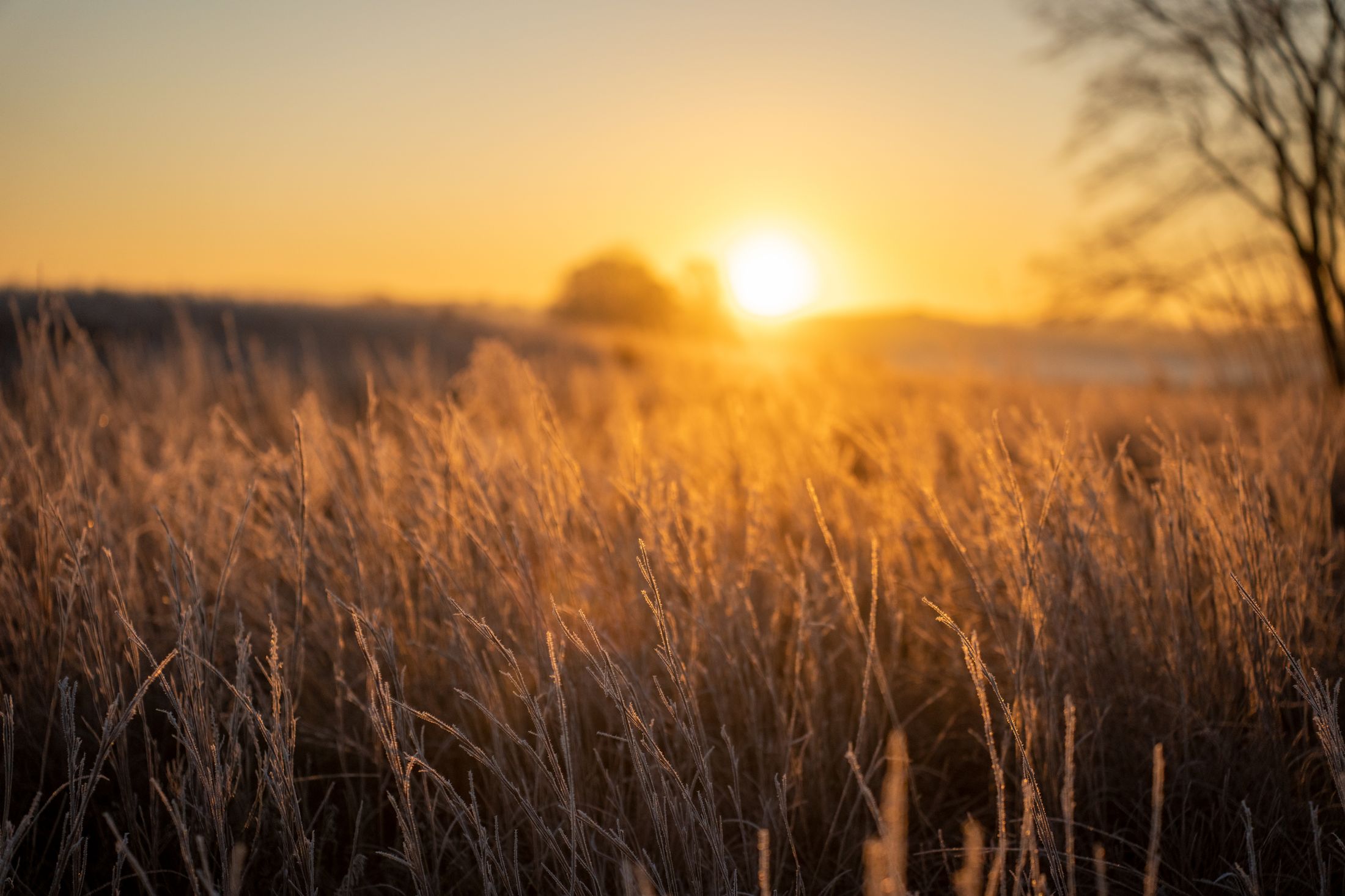 Golden grass in a field at sunset, West Newton, Minnesota