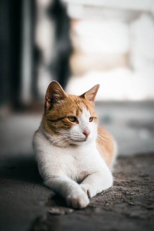 Free Close-up of a cute orange and white cat lying down outdoors in Collo, Algeria. Stock Photo