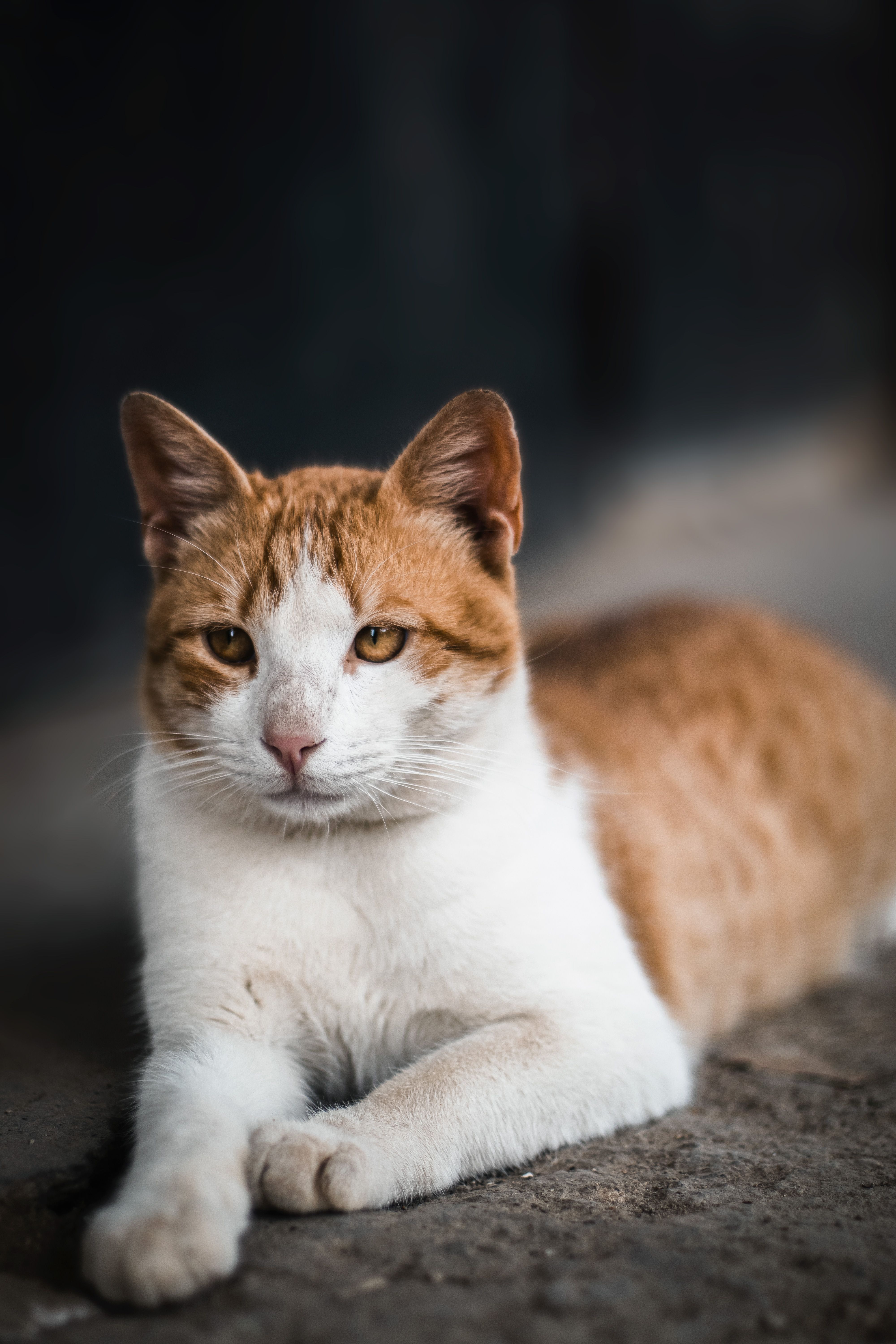 A white and orange cat laying down on the ground · Free Stock Photo