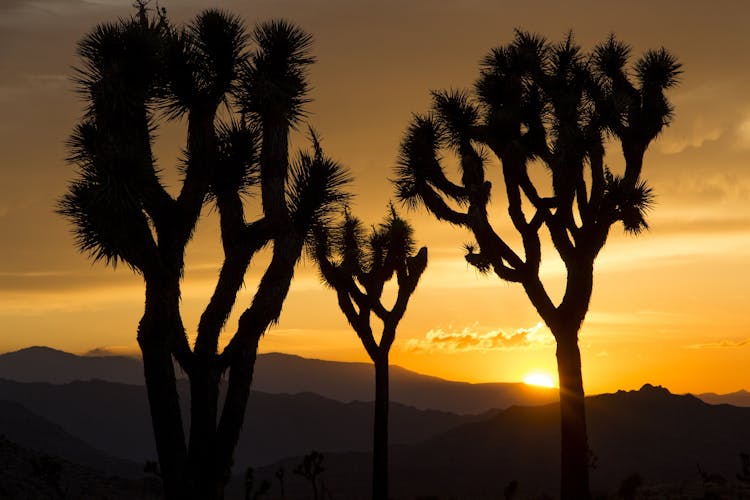 Silhouette Of Plants