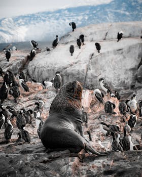 A sea lion rests on rocky shores amidst penguins in Ushuaia, Argentina, showcasing wildlife harmony.