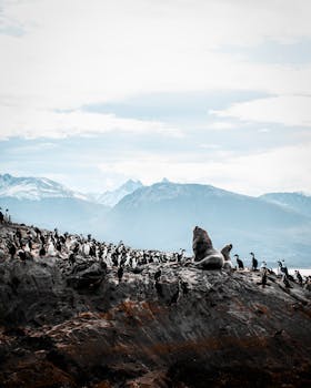 A gathering of penguins and a seal on a rocky island with mountains in Ushuaia, Argentina.