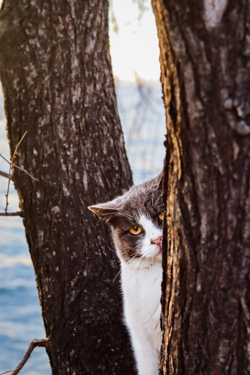 A cat peeking out from behind a tree