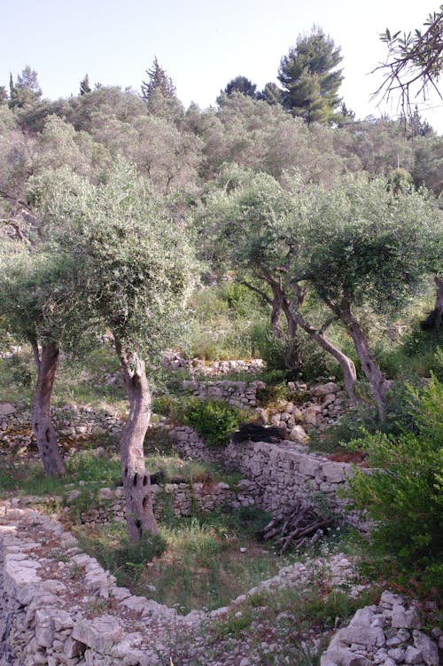 คลังภาพถ่ายฟรี ของ corfu, ต้นไม้, ถนน