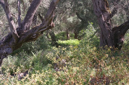 Kostnadsfri bild av corfu, olivträd, Semester