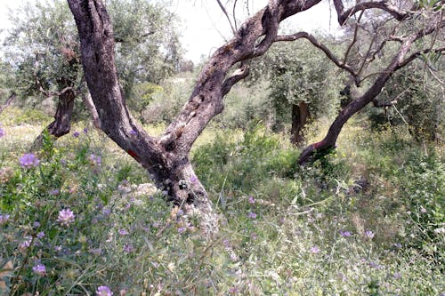 Immagine gratuita di alberi, corfu, olive verdi