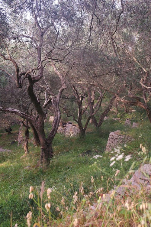 Kostnadsfri bild av corfu, gröna oliver, olivträd