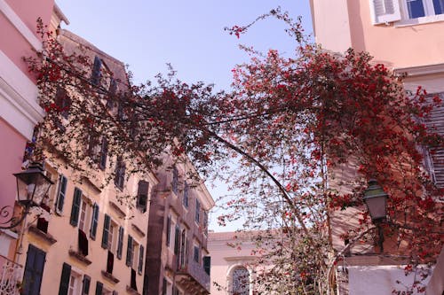 Immagine gratuita di corfu, strada, vacanza