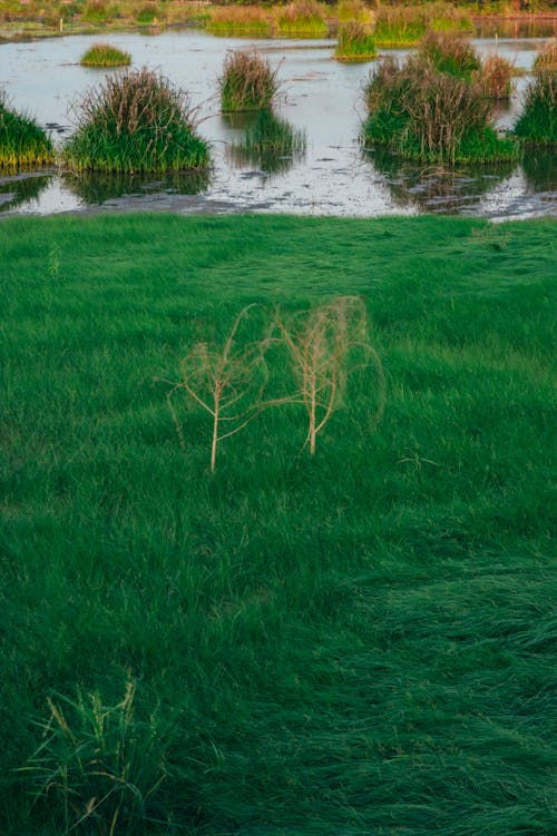 Immagine gratuita di campo di fieno, fiume, flora