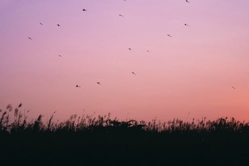 Foto stok gratis alam, burung-burung, Fajar