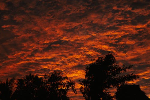 Immagine gratuita di alberi, cielo, meteo