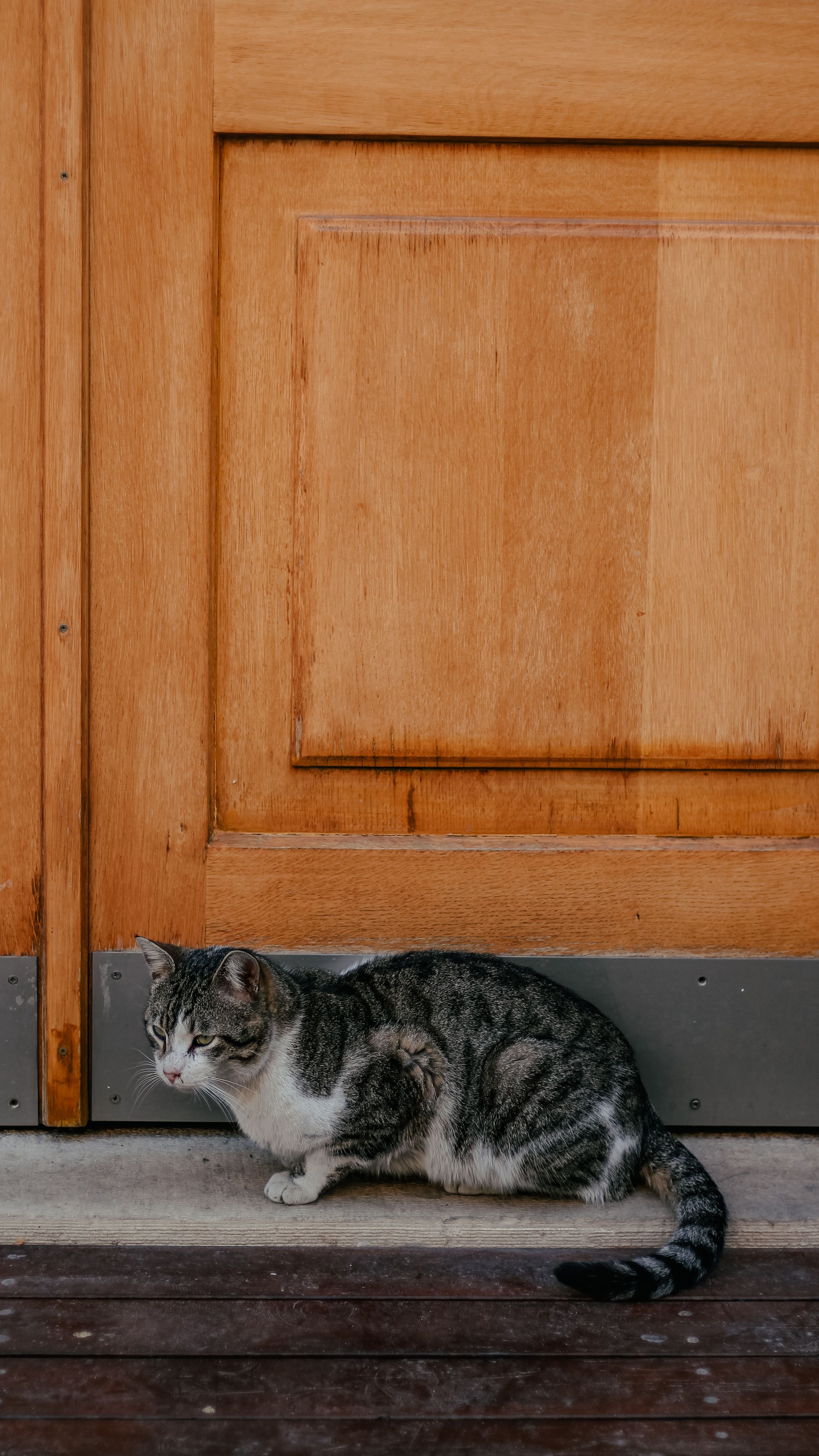 Pet door flap installed in the bottom panel of a door