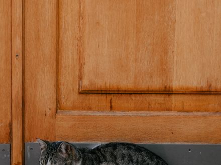 Pet door flap installed in the bottom panel of a door