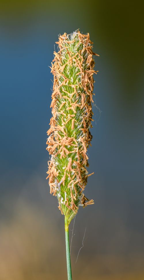 Free Detailed close-up of a green spike with seeds in natural setting. Perfect for nature concepts. Stock Photo