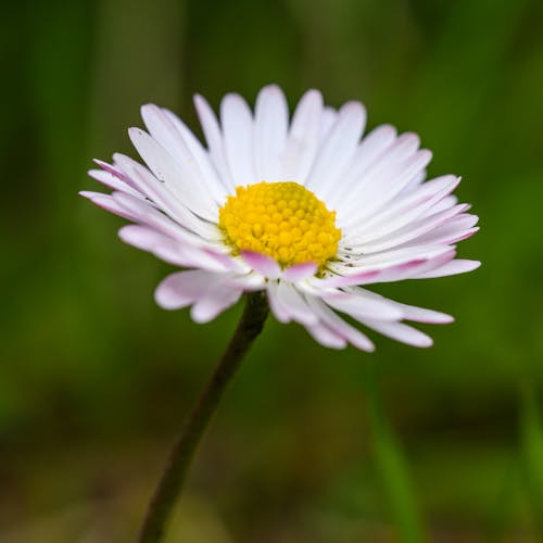 açık pembe, alan, bitki içeren Ücretsiz stok fotoğraf