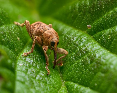 Free Macro shot of a brown weevil on a vibrant green leaf. Perfect for insect photography. Stock Photo