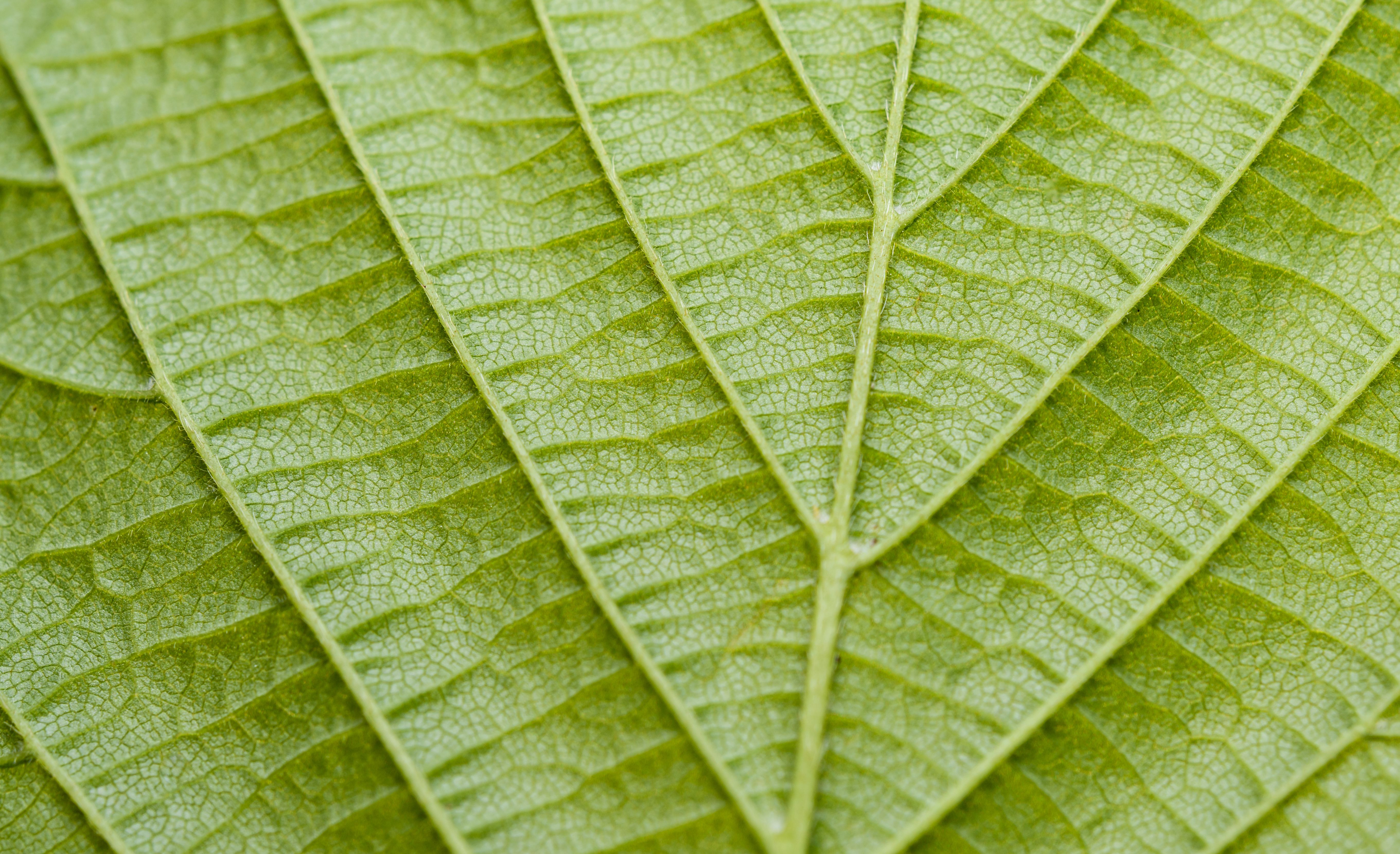 Detailed close-up of a green leaf highlighting its intricate vein patterns and natural texture.