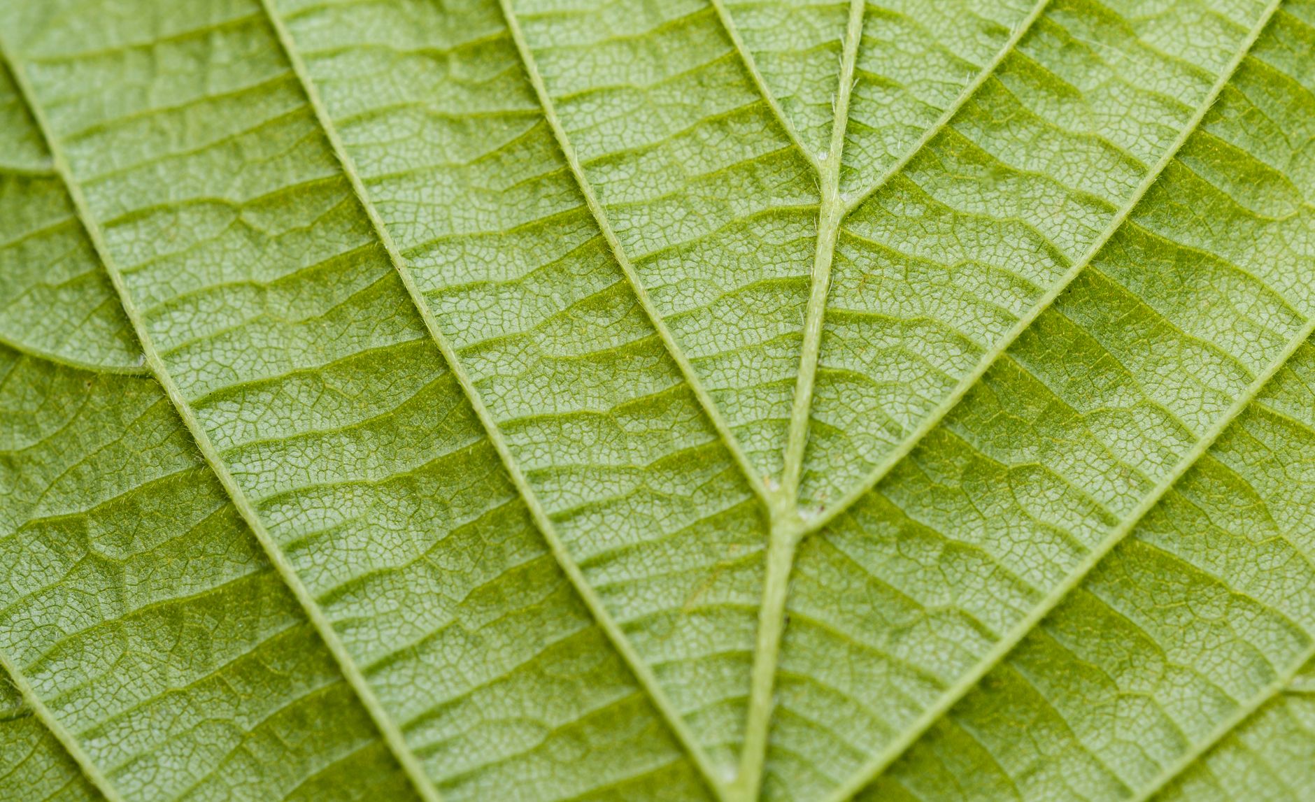 Detailed close-up of a green leaf highlighting its intricate vein patterns and natural texture.